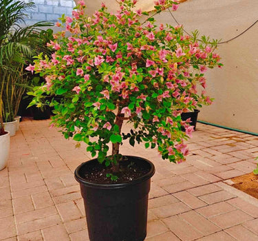 Bougainvillea Bushy