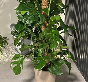 Big Monstera