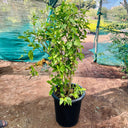 Cestrum Nocturnum – Night Queen / Night-blooming Jasmine 4