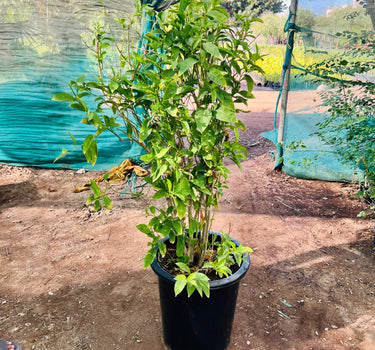 Cestrum Nocturnum – Night Queen / Night-blooming Jasmine 4
