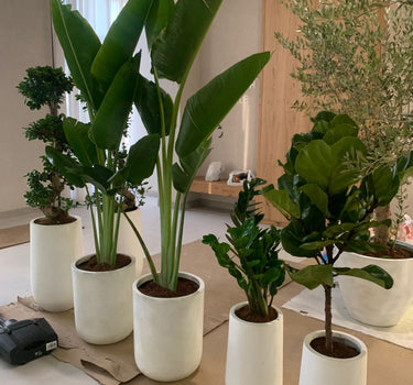 Air Purifying 5Plants Bundle-Premium