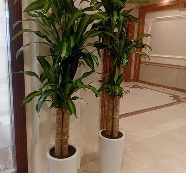 Fortune Plant 150-160cm