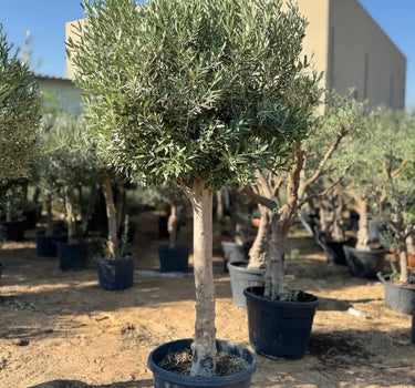 Big Olive 2.5m 30 yr old Olive