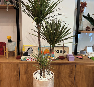 Dracaena in Rustic Pot