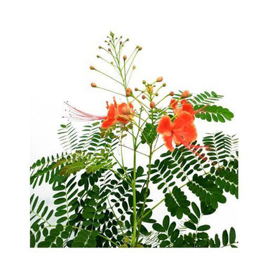 Caesalpinia pulcherrima – Peacock Flower (Barbados Pride) 2