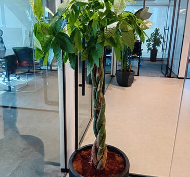 Money Tree Feng Shui Plant Premium