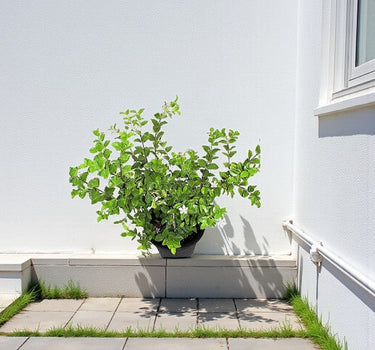 Wrightia Religiosa – Wild Water Plum / Sacred Buddhist Tree