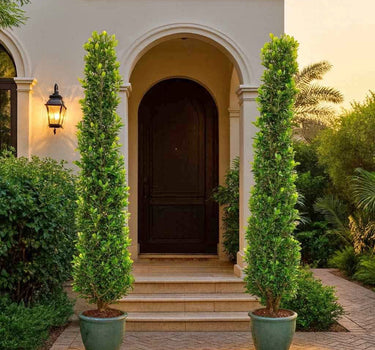 Cone Shape Ficus 2m 2.5m in Malaysian Glaze Pots