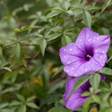 Ipomoea cairica – Cairo Morning Glory – Coast Morning Glory 2
