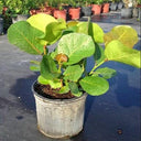 Coccoloba uvifera (Sea Grape) – Coastal Beauty with Bold Foliage 2