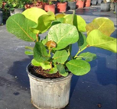 Coccoloba uvifera (Sea Grape) – Coastal Beauty with Bold Foliage 2