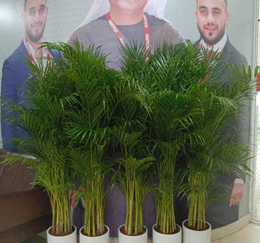 Office Plants Areca 5 plants Bundle