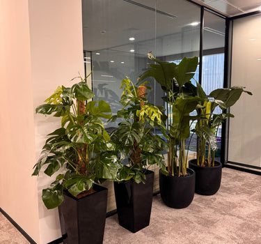 Premium Office Plants Bundle Monstera Large + Birds of Paradise Giant