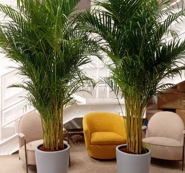 Big Areca Height 2.5m Bundle