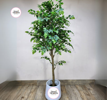 Artificial Benjamina Big