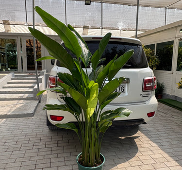 Birds of Paradise Big 160-180cm Premium