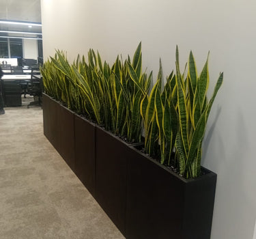 Office Plants Snakeplant in Fiber