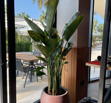 Birds of Paradise in Fiber  2m