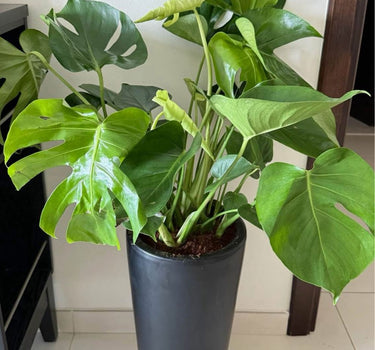 Monstera Big Premium