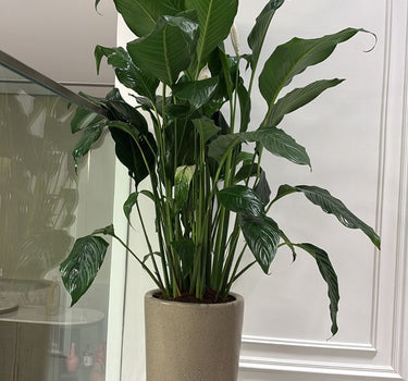 Big Peace Lily
