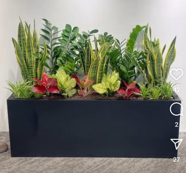 Office Plants in Rectangle Pot