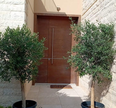 Olive Tree Bundle 2pc 20 year old from Spain