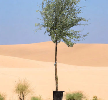Acacia Arabica – Gum Arabic Tree / Babul Tree