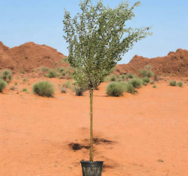 Acacia Arabica – Gum Arabic Tree / Babul Tree