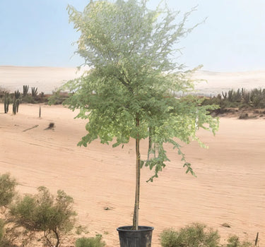 Acacia Arabica – Gum Arabic Tree / Babul Tree