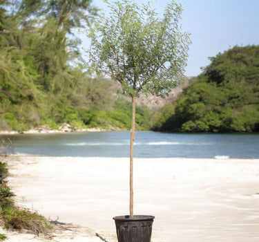 Acacia Farnesiana – Needle Bush / Vachellia Farnesiana