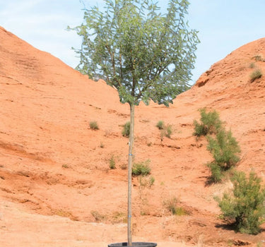 Acacia Farnesiana – Needle Bush / Vachellia Farnesiana