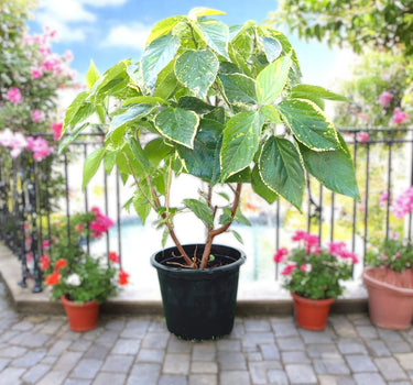 Acalypha Wilkesiana "Tahiti"