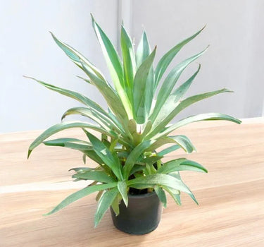 Agave Desmettiana – Smooth Agave