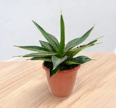 Agave Lophantha – Green | 20 - 30cm