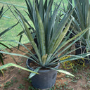 Agave Big Indoor and Outdoor Plants UAE. Potted agave plant in a garden setting with greenery in the background