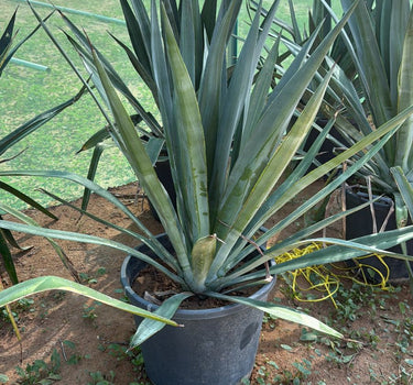 Agave Big Indoor and Outdoor Plants UAE. Potted agave plant in a garden setting with greenery in the background