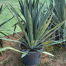 Agave Big Indoor and Outdoor Plants UAE. Potted agave plant in a garden setting with greenery in the background