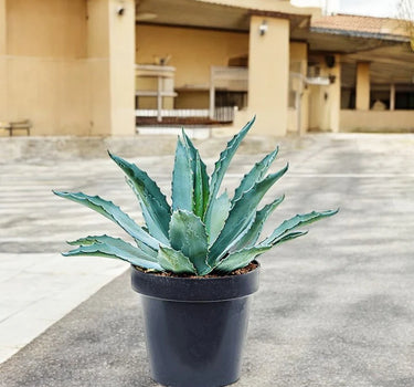 Agave Americana – The Iconic Century Plant