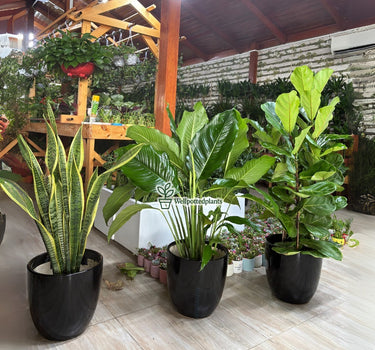 Air Purifying Bundle Indoor Plants UAE. Three potted plants on a wooden floor with a garden setting in the background. 