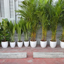 Air Purifying Plants Bundle 11 Pieces UAE. Row of potted plants on a red brick surface with a white building in the background.