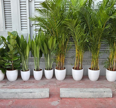 Air Purifying Plants Bundle 11 Pieces UAE. Row of potted plants on a red brick surface with a white building in the background.