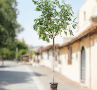 Albizia Lebbeck – Lebbek Tree (Frywood)