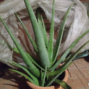 Aloe Vera Big Plants Dubai. Potted aloe vera plant on a tiled floor with a white plastic sheet in the background