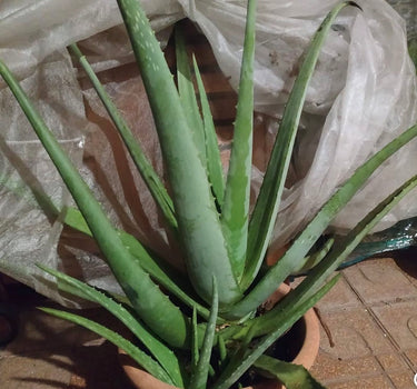 Aloe Vera Big Plants Dubai. Potted aloe vera plant on a tiled floor with a white plastic sheet in the background