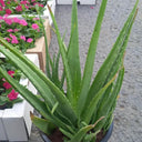 Aloe Vera Fully Grown Big Size Balcony Plants Dubai. Potted aloe vera plant with flowers in the background