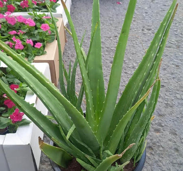 Aloe Vera Fully Grown Big Size Balcony Plants Dubai. Potted aloe vera plant with flowers in the background