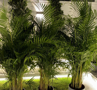 Areca Palm 3pcd Bundle Plants UAE. Potted plants on a stone surface with a modern architectural background