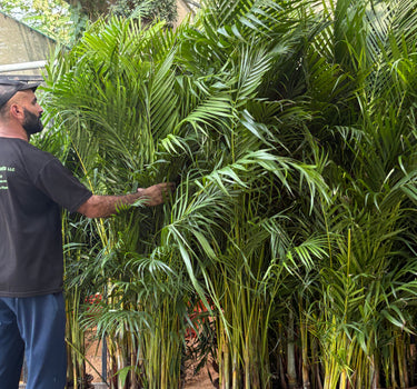 Areca Palm Medium 160-180cm Plants UAE. Potted plants stacked on a truck with a person partially visible
