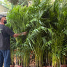 Areca Palm Medium 160-180cm Plants UAE. Potted plants stacked on a truck with a person partially visible