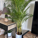 Areca Palm (Medium 160–170 cm) Indoor Plants UAE. Potted plant on a wooden shelf in a living room setting